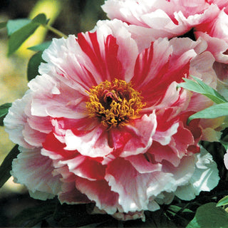 Shima-Nishiki Tree Peony
